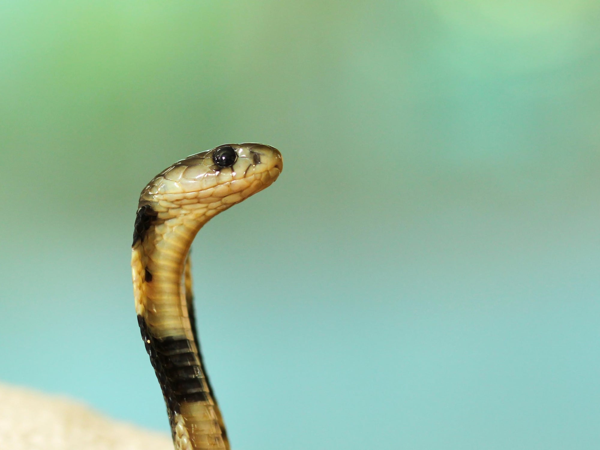 In Defense Of Snakes And Their Importance To Ecology